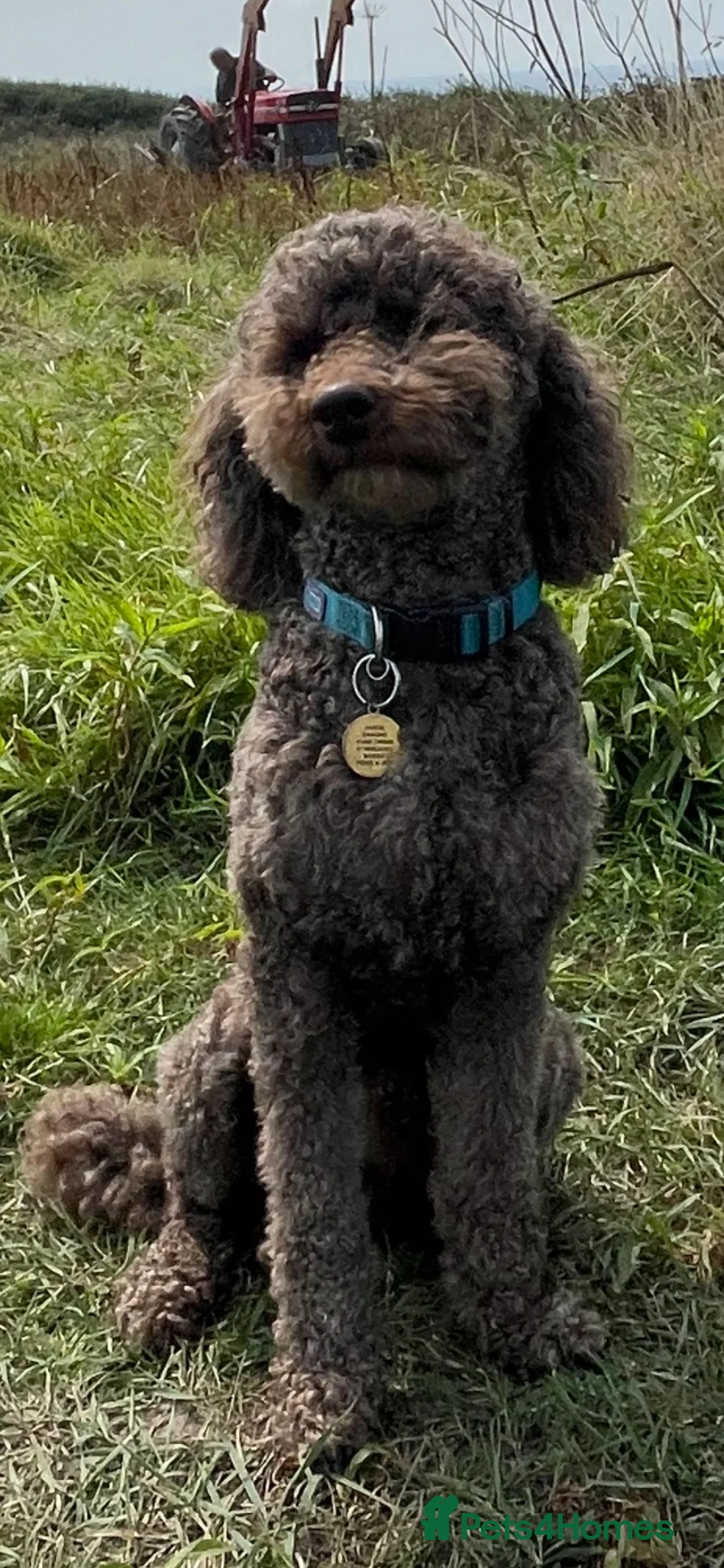 Labradoodle dogs for sale: F3 miniature labradoodles fully vac 2 boys left - Advert 30