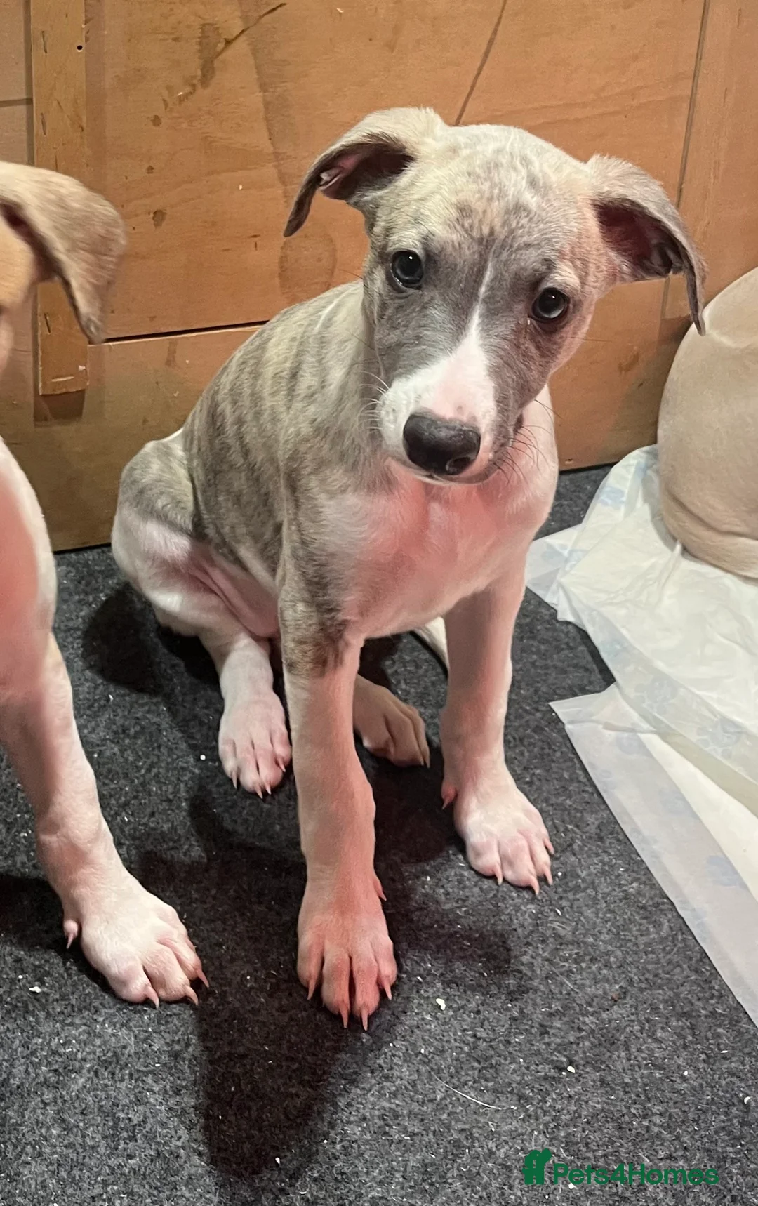Whippet dogs for sale: KC REGISTERED Whippet puppies for Sale - Advert 5
