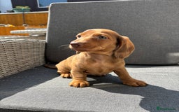 Miniature Dachshund dogs for sale: Dachshund puppies - Image 14