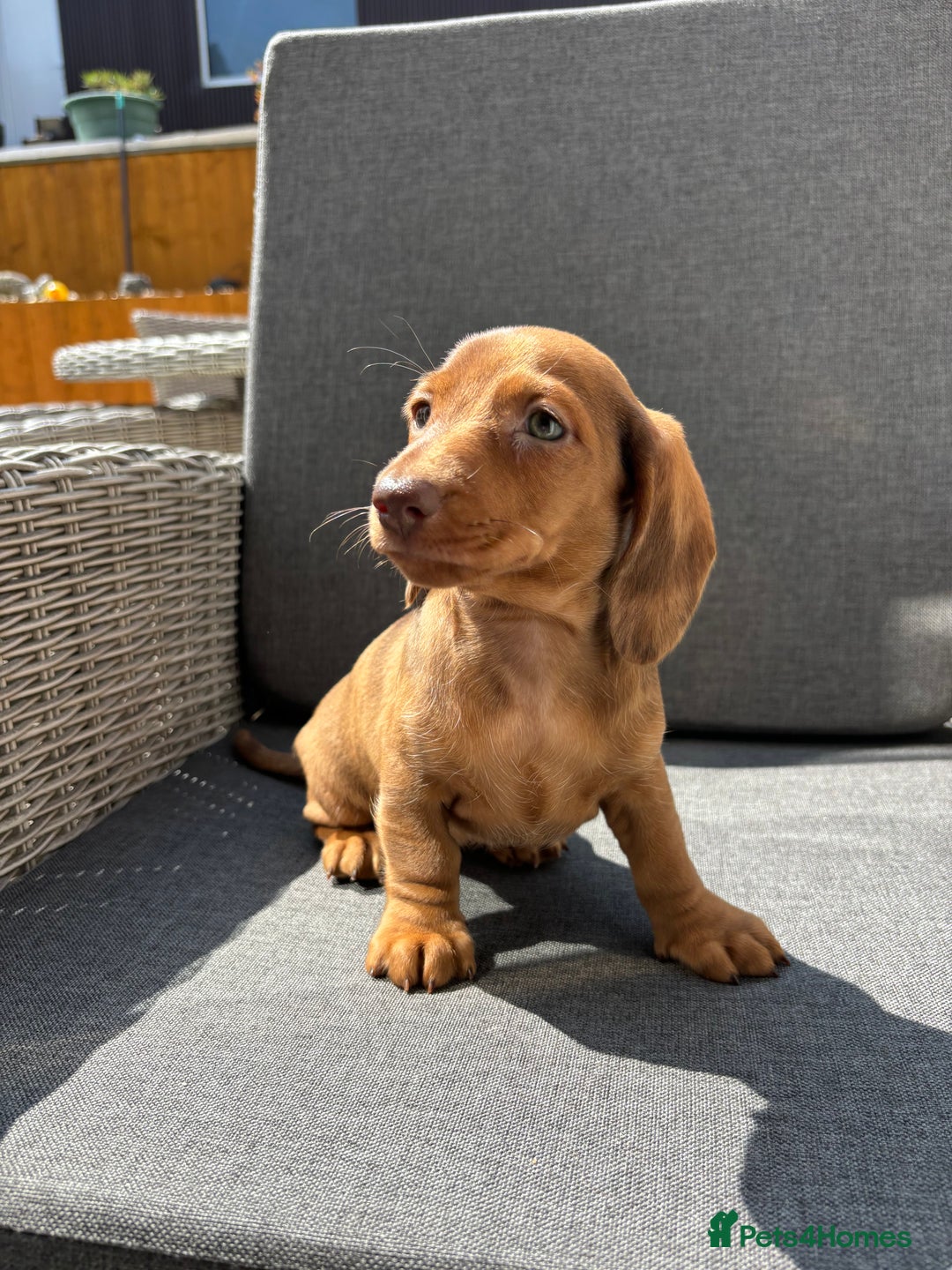 Miniature Dachshund dogs for sale: Dachshund puppies - Image 14