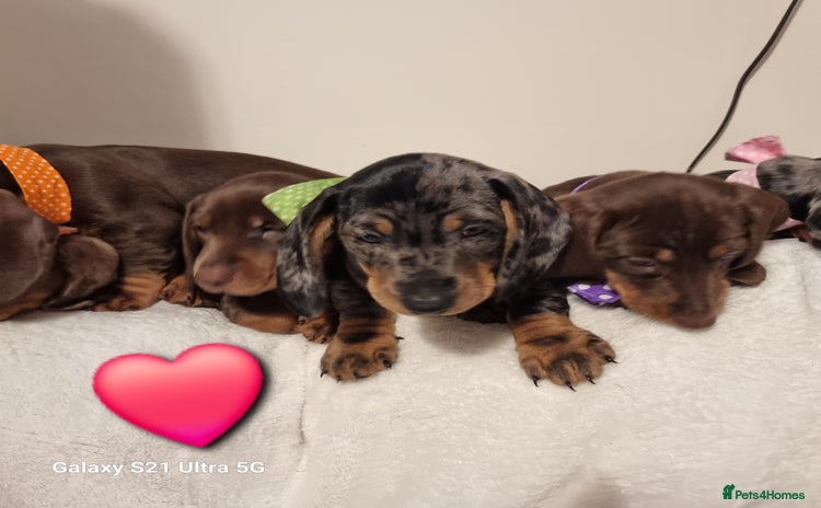 Miniature Dachshund dogs Miniature Dachshund puppies. Readying Soon! - Advert 14