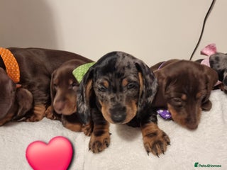 Miniature Dachshund dogs Miniature Dachshund puppies. Ready to go!!! - Advert 18