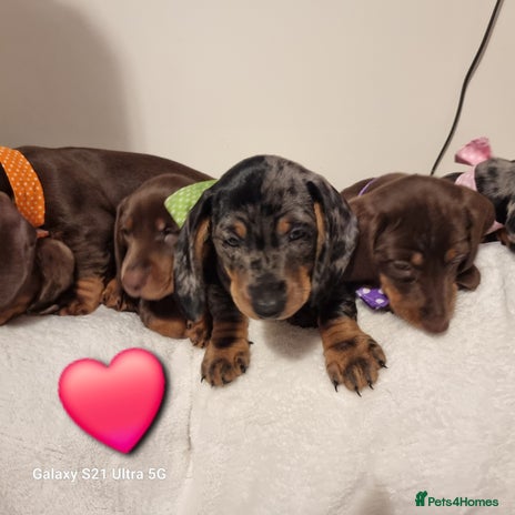 Miniature Dachshund dogs Miniature Dachshund puppies. Readying Soon! - Advert 14