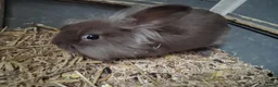 Mini Lion Lop rabbits for sale: Mini lop x lion heads - Advert 2