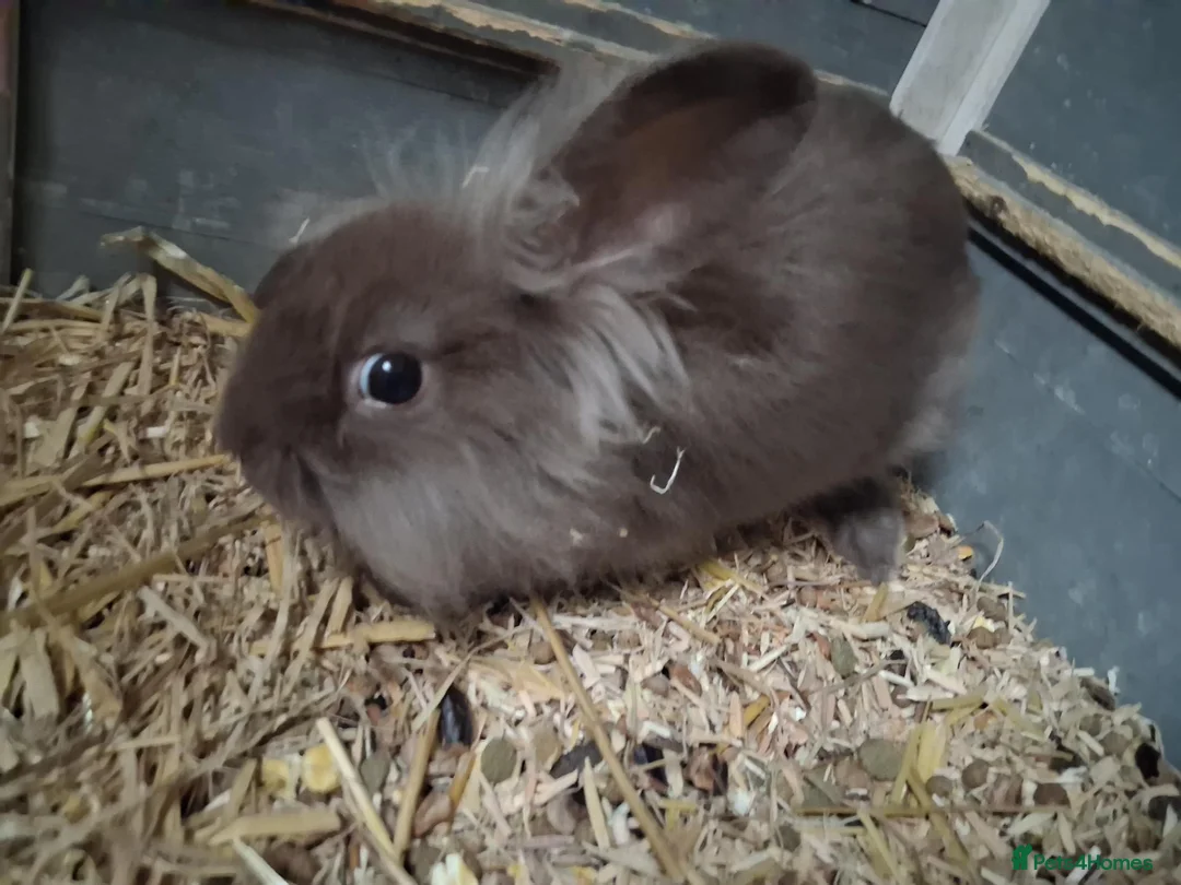 Mini Lion Lop rabbits for sale: Mini lop x lion heads - Advert 2