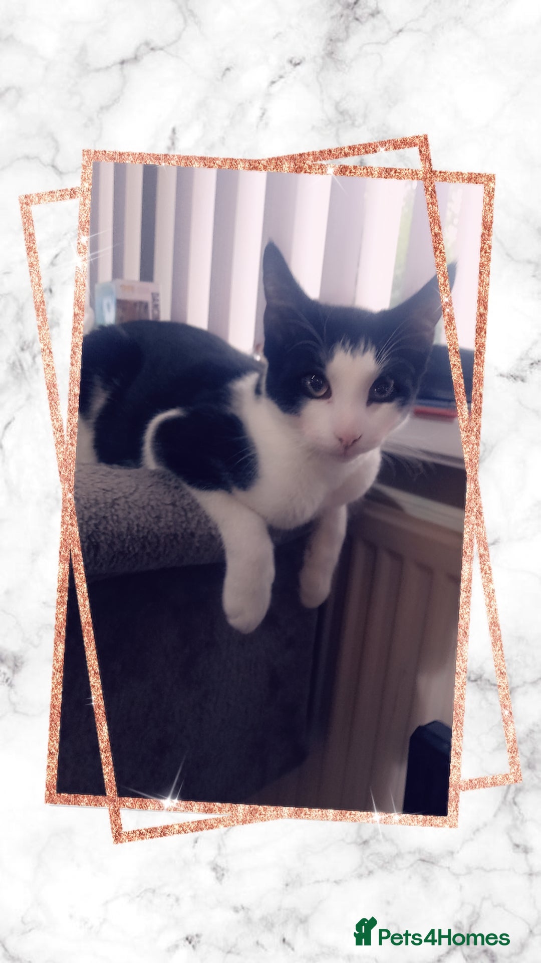 Mixed Breed cats 6month old Male black and White Kitten - Advert 2