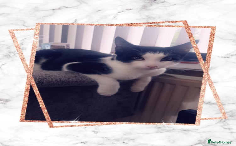 Mixed Breed cats - Advert 6