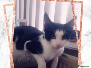 Mixed Breed cats - Advert 40