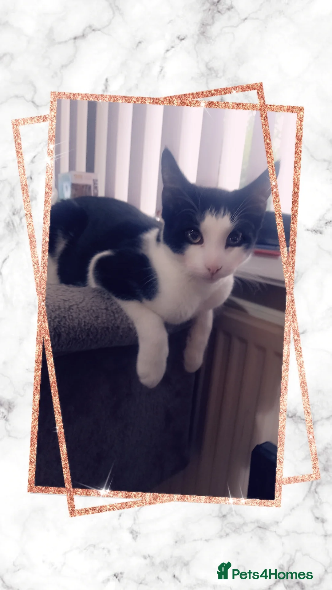 Mixed Breed cats for sale: 6month old Male black and White Kitten - Advert 1
