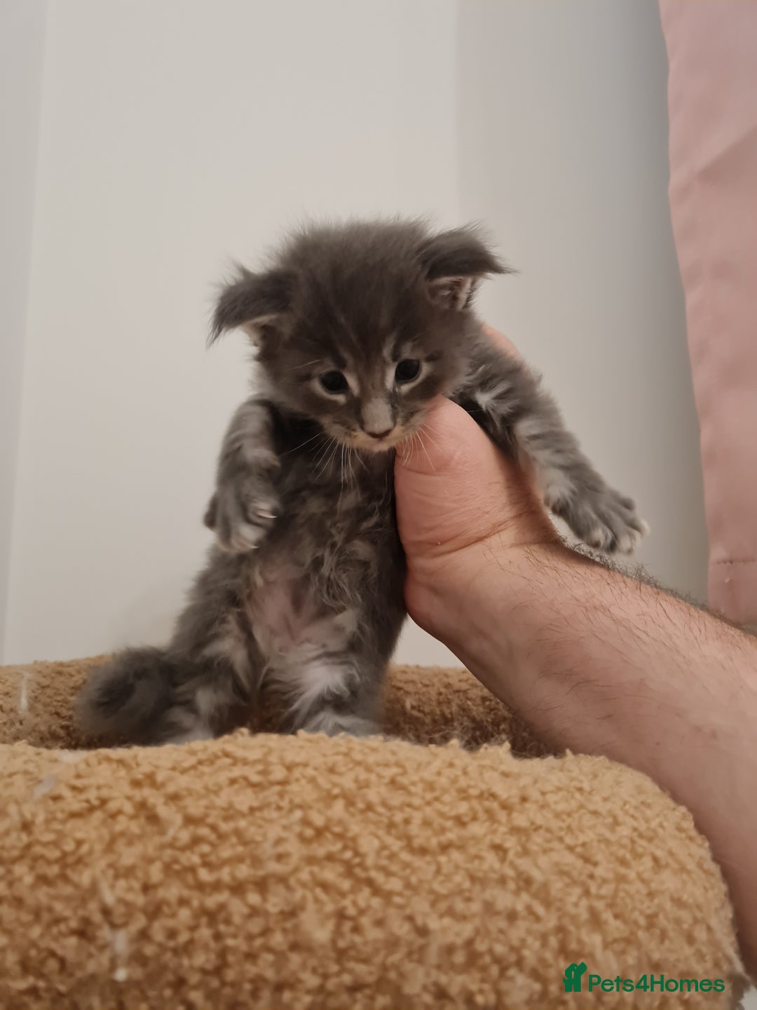 Maine Coon cats for sale: Maine coon kittens  - Advert 6