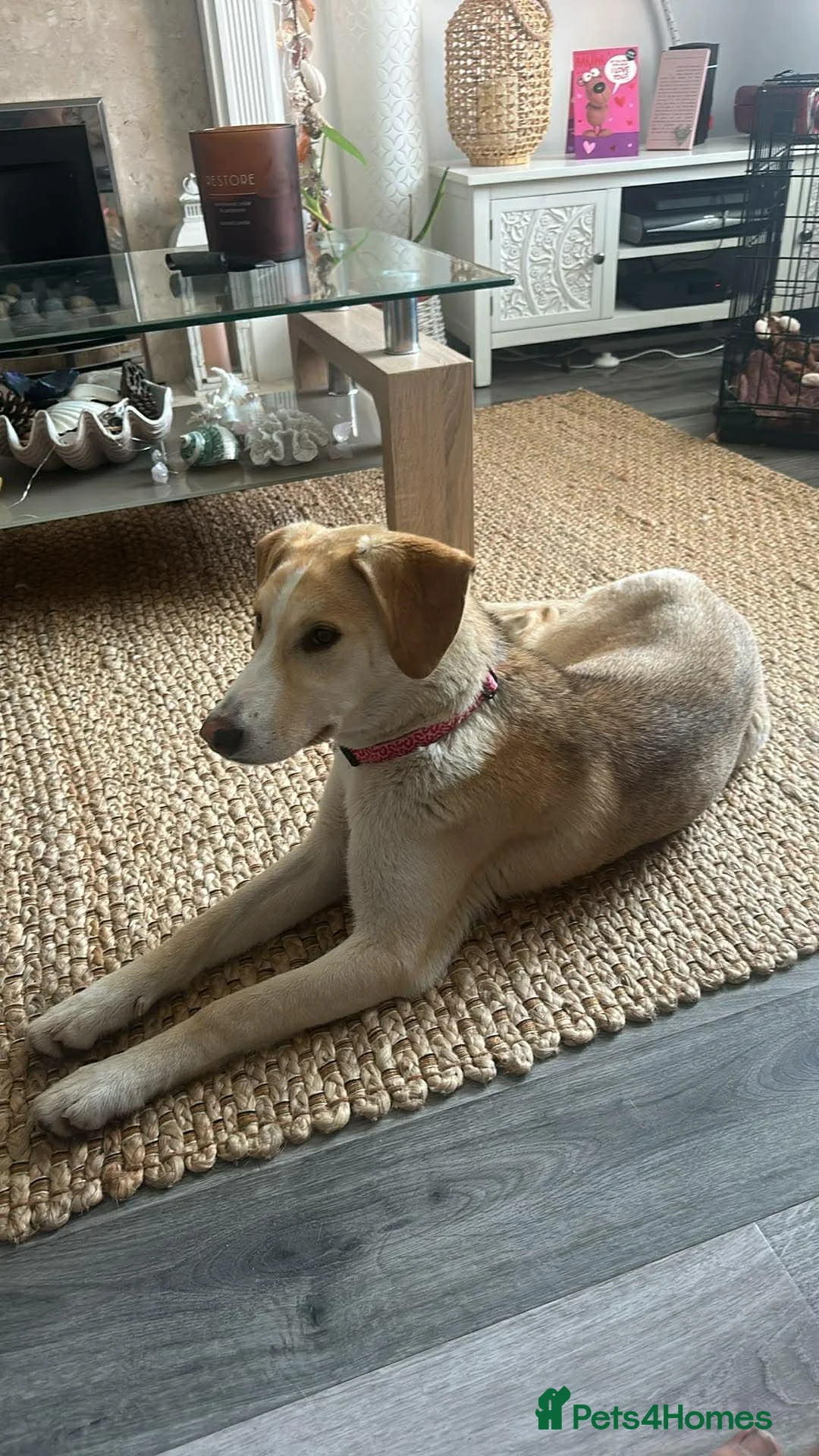 Mixed Breed dogs for sale: Poppy in Leicester - Advert 2