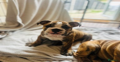 English Bulldog dogs in Rochford - Advert 11