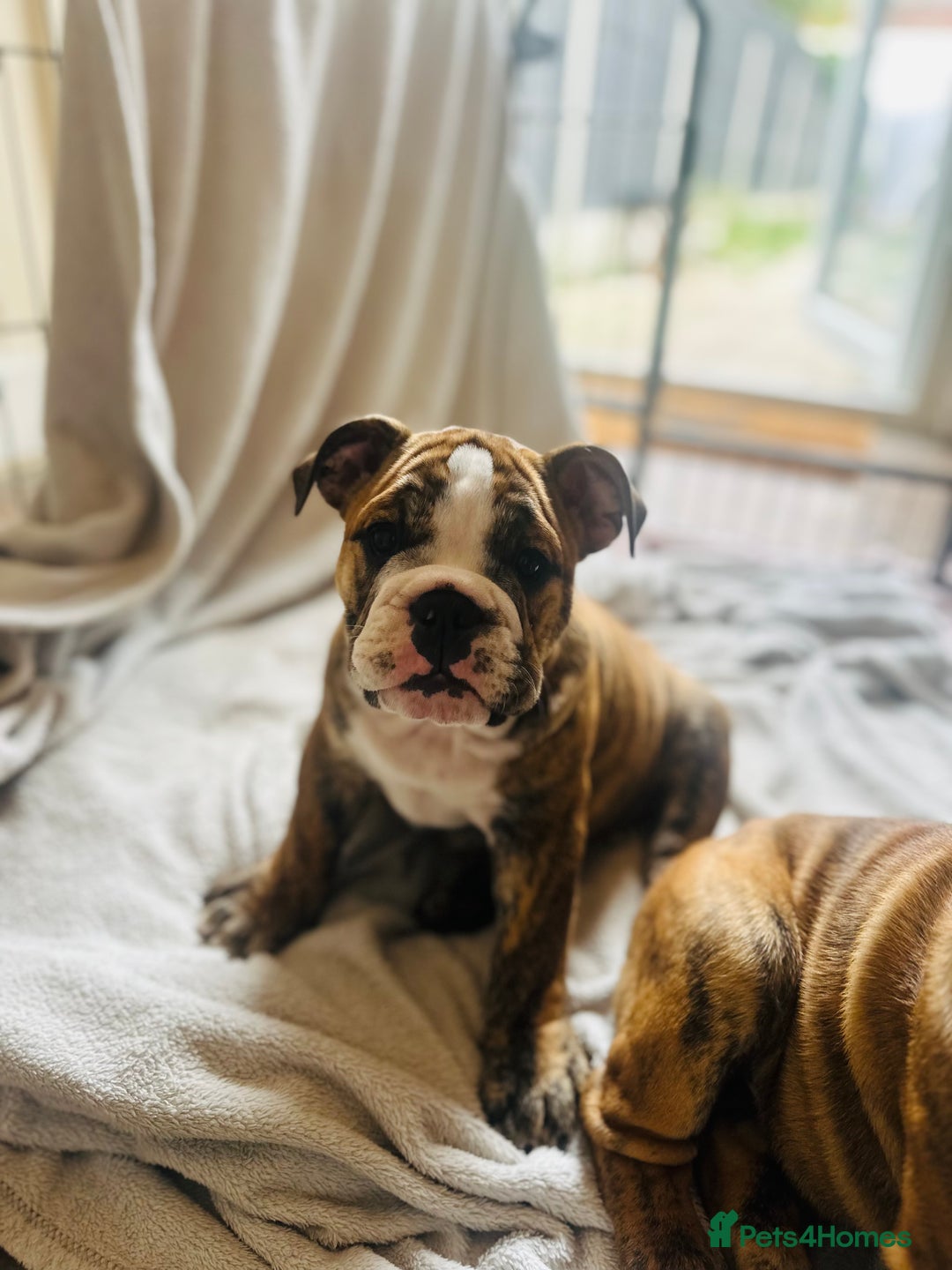English Bulldog dogs for sale: 🩶🤎Beautiful brindle KC reg bulldog READY NOW🤎🩶 in Rochford - Image 3