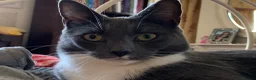Mixed Breed cats for sale: Half DSH/Maine Coon X. Bonded Must stay together - Advert 12