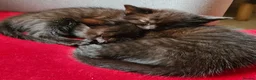 Mixed Breed cats for sale: Maine coon x Bengal  in Maybole - Advert 11