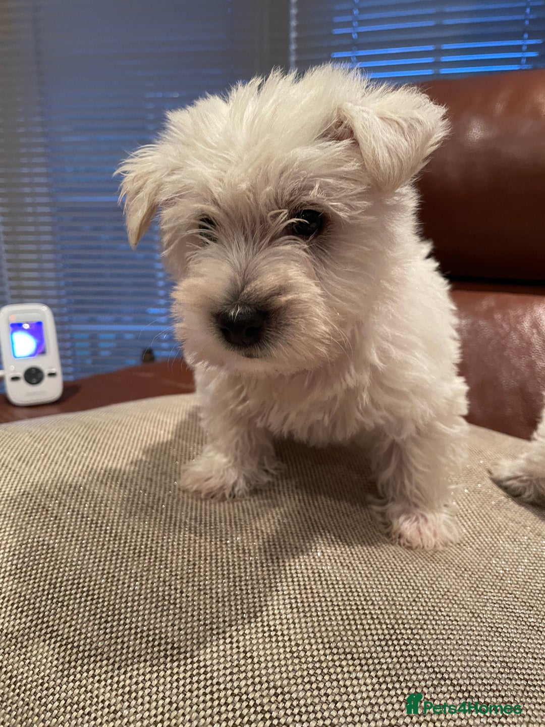 West Highland Terrier dogs for sale: West highland terrier  - Image 11