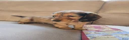 Dachshund dogs for sale: Standard Long Haired Dachshunds - Advert 8