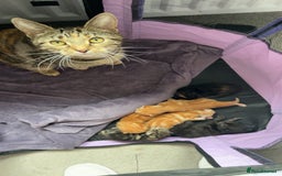 British Shorthair cats for sale: Kittens for sale  - Image 3