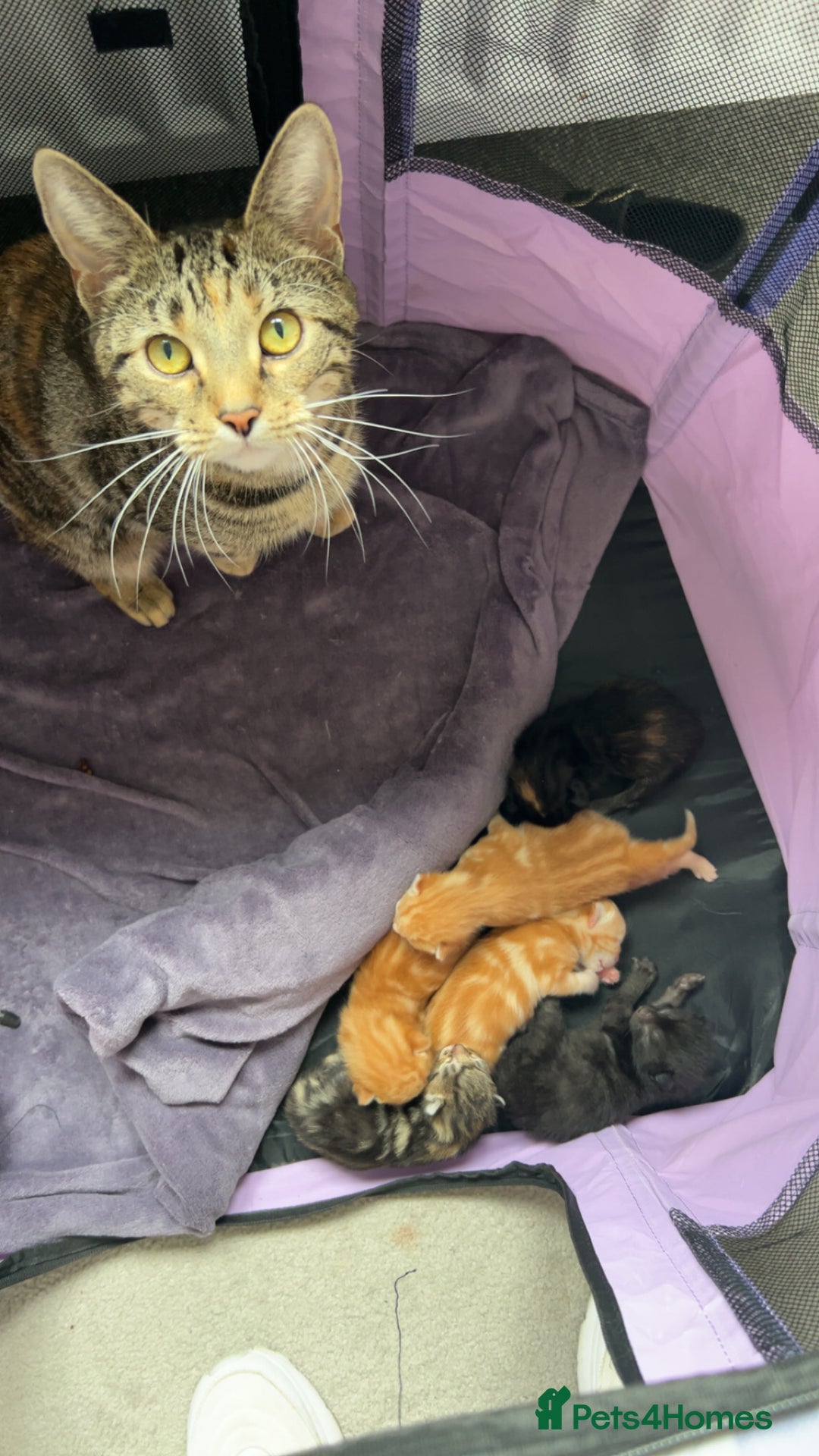 British Shorthair cats for sale: Kittens for sale  - Image 3