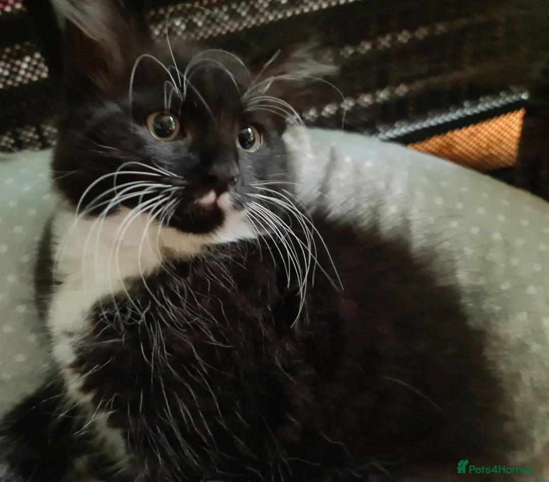 Mixed Breed cats for sale: Mixed bread - Advert 4