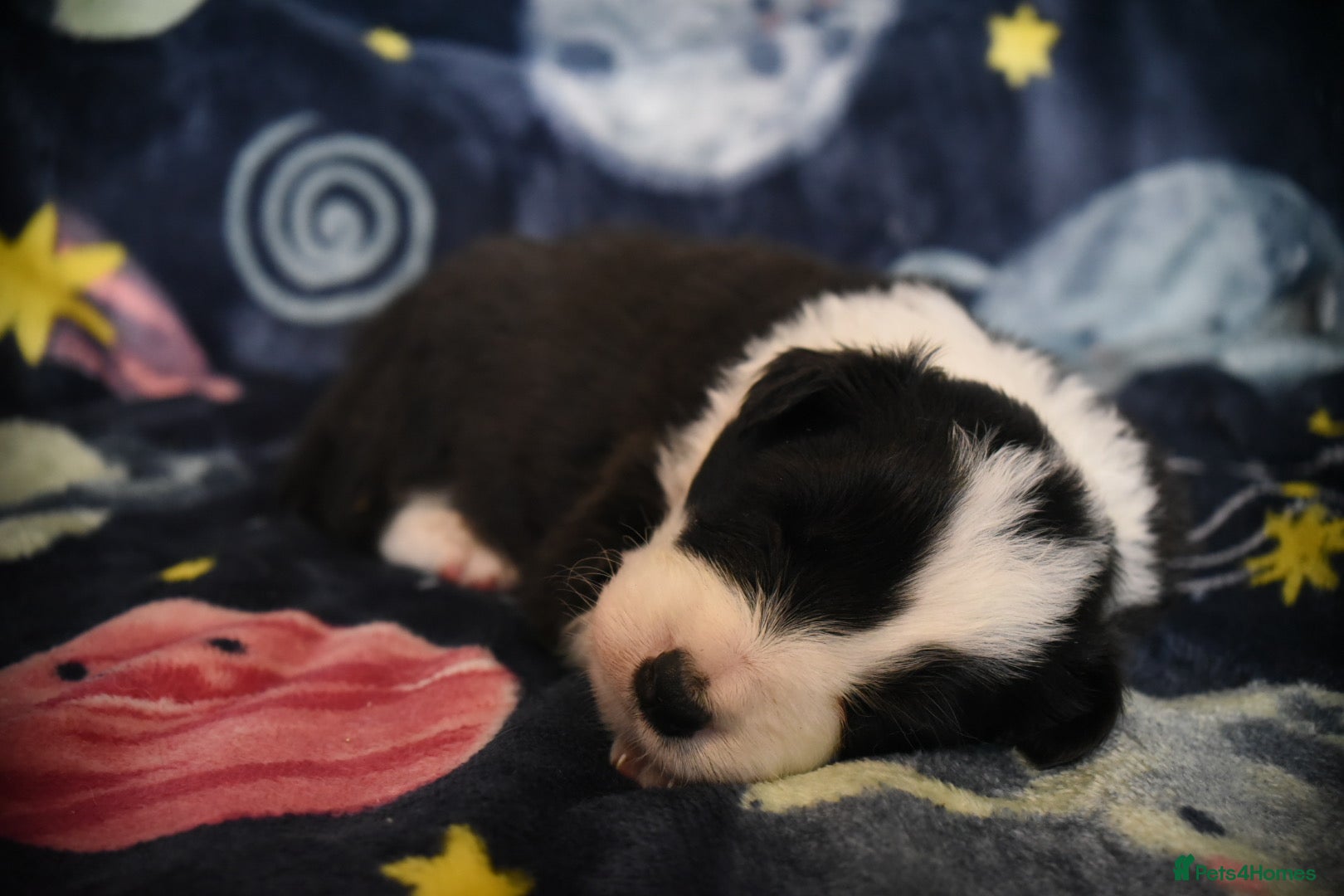 Border Collie dogs for sale: 1 health tested boy left - Advert 14