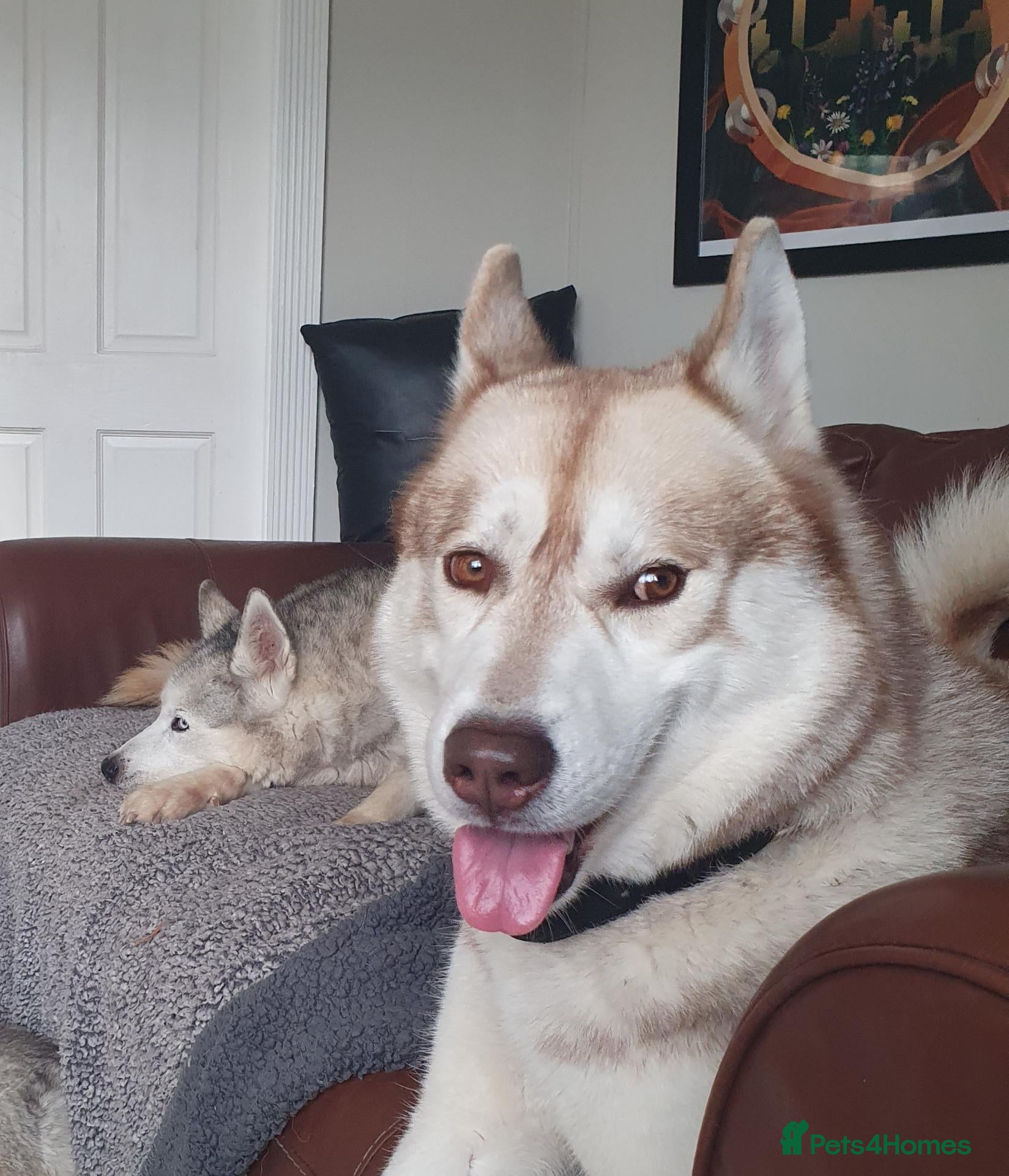 Siberian Husky dogs Male rehome: looking for a new home - Advert 1