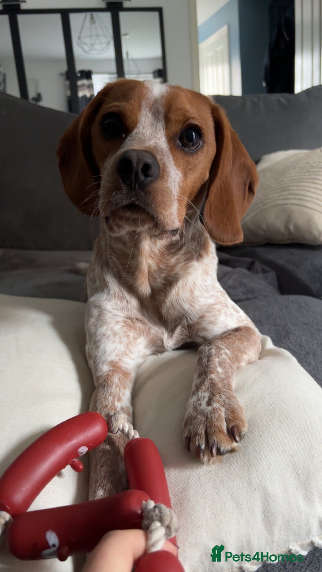 Beaglier dogs for sale: 13 month old beaglier  - Advert 5