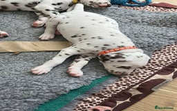 Dalmatian dogs for sale: 7 Dalmatian puppies available  - Image 19