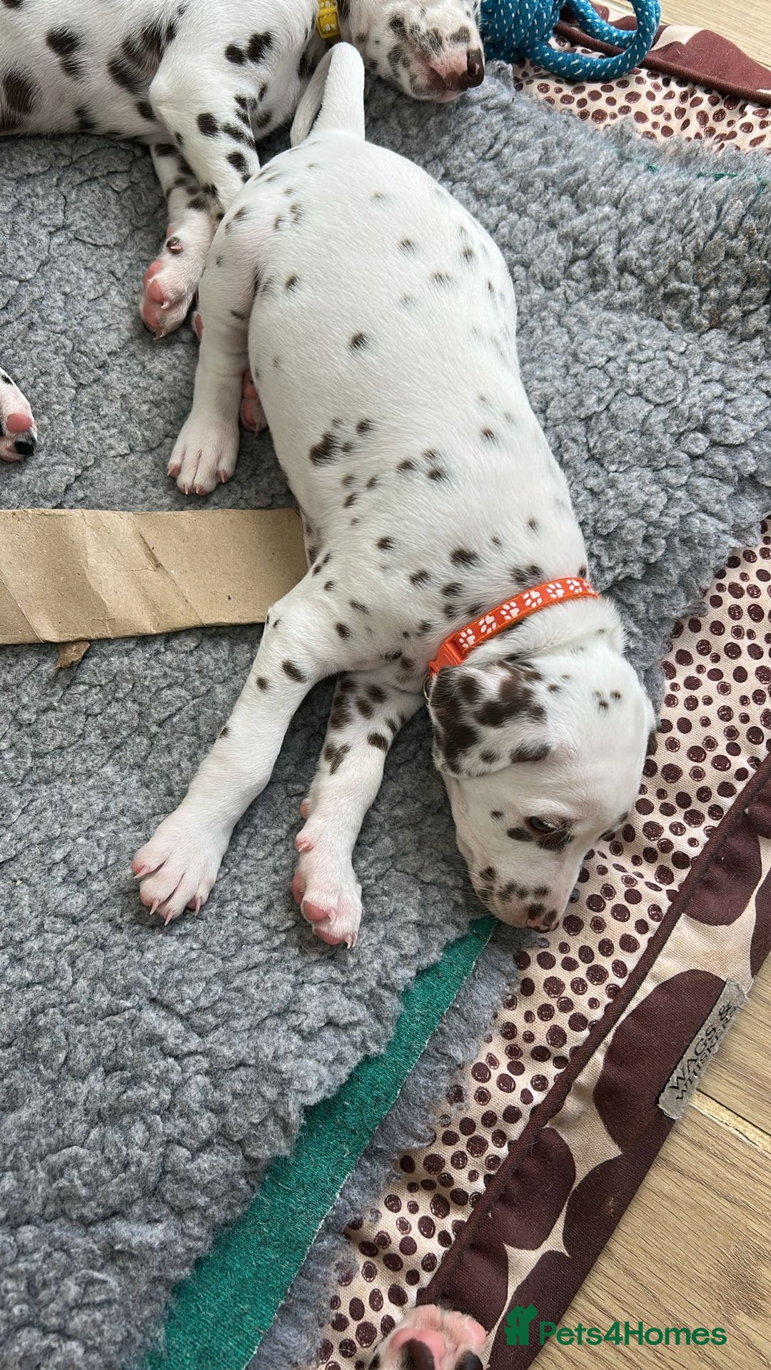 Dalmatian dogs for sale: 7 Dalmatian puppies available  - Image 19