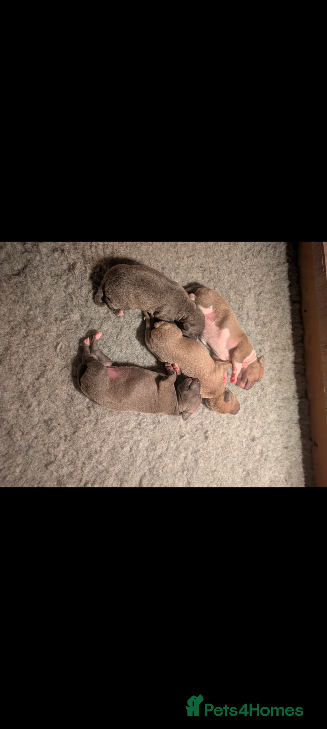 Italian Greyhound dogs for sale: Italian Greyhounds Raised in Loving Home - Advert 14