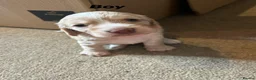 Cocker Spaniel dogs for sale: Beautiful cocker spaniel puppies for sale  in Evesham - Advert 4