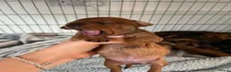 Miniature Dachshund dogs for sale: Miniature dashound  in Neath - Advert 5