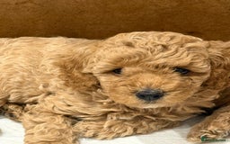 Miniature Poodle dogs for sale: Miniature poodle puppies ready now  - Image 11