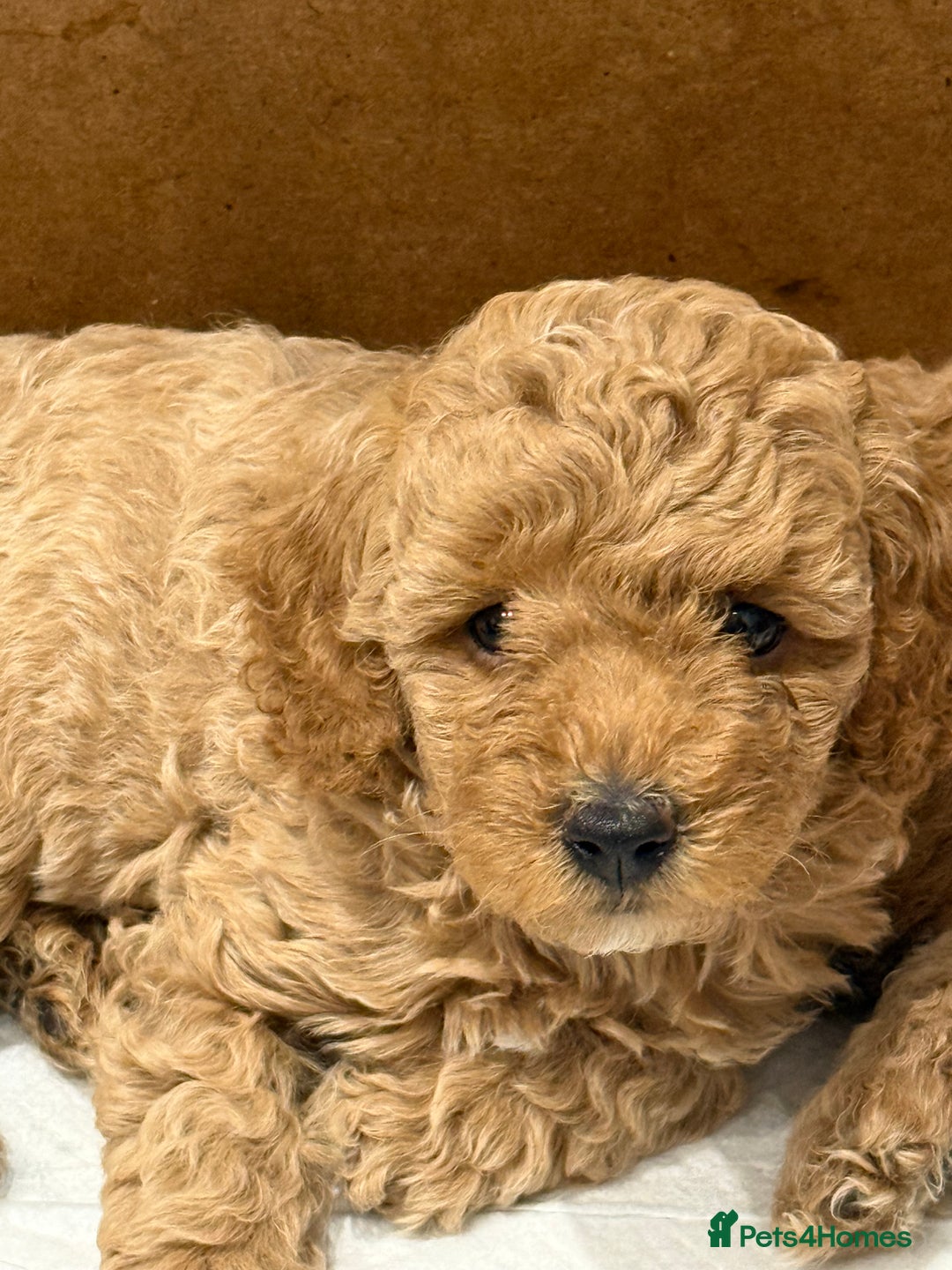 Miniature Poodle dogs for sale: Miniature poodle puppies ready now  - Image 11