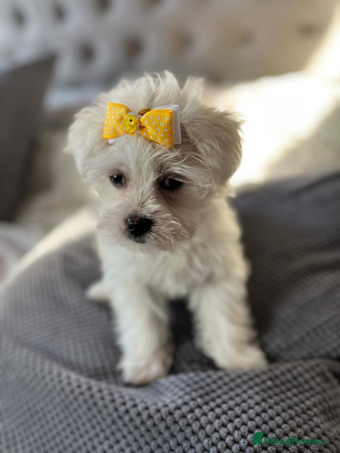 Maltipoo dogs for sale: Beautiful Maltipoo puppies for sale - Image 15