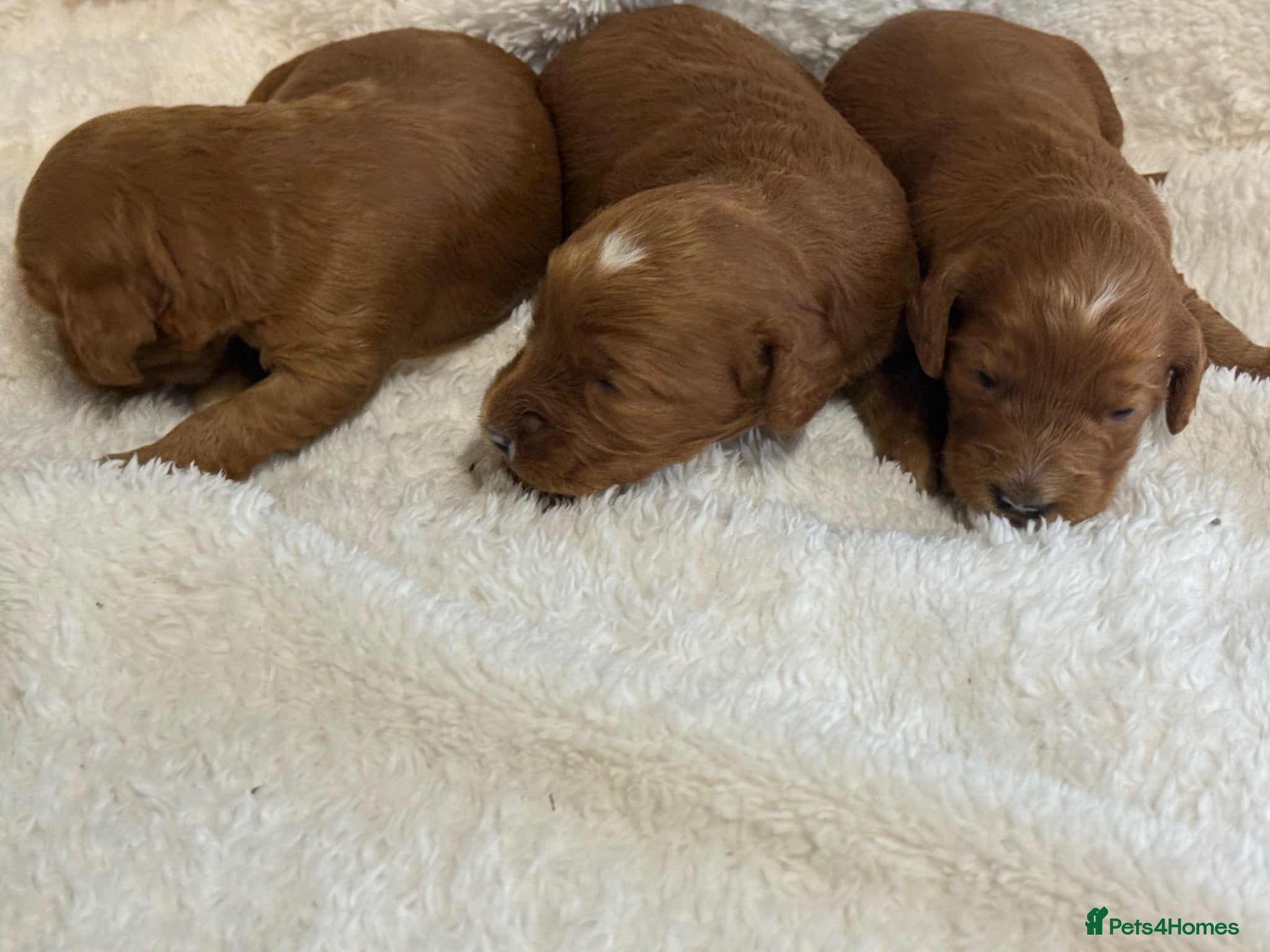 Cockapoo dogs Red F1 Cockapoo’s - Advert 2