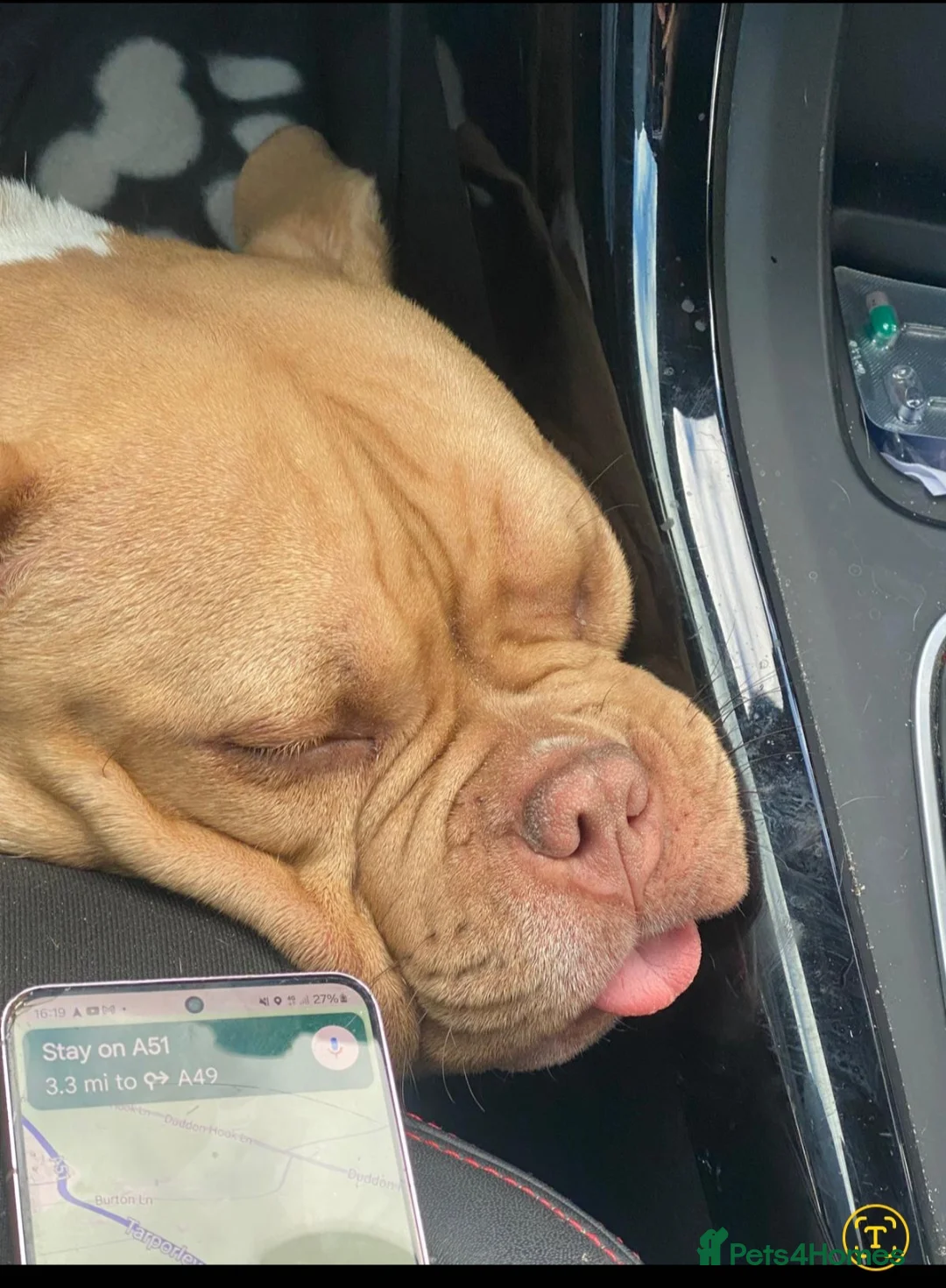 American Bully dogs for sale: Pocket bully - Advert 2