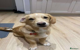 Mixed Breed dogs for adoption: HERSEY  - Advert 3