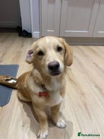 Mixed Breed dogs HERSHY - Advert 1