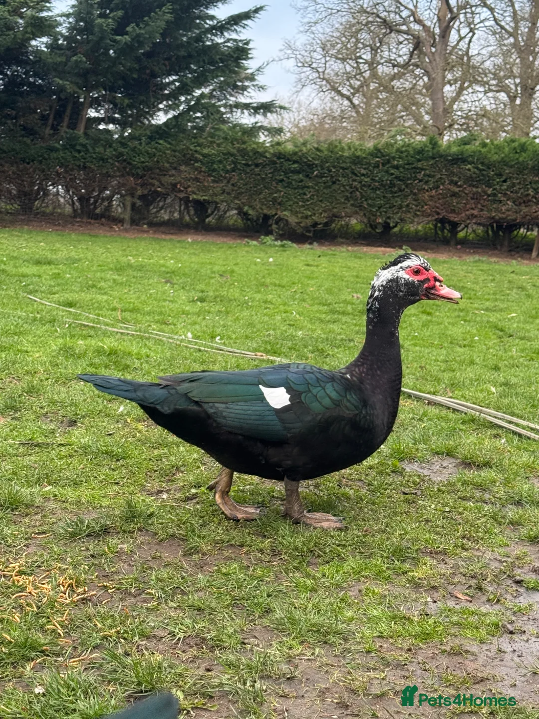 Ducks poultry for sale: Muscovy Drake - 9 months old  - Advert 2