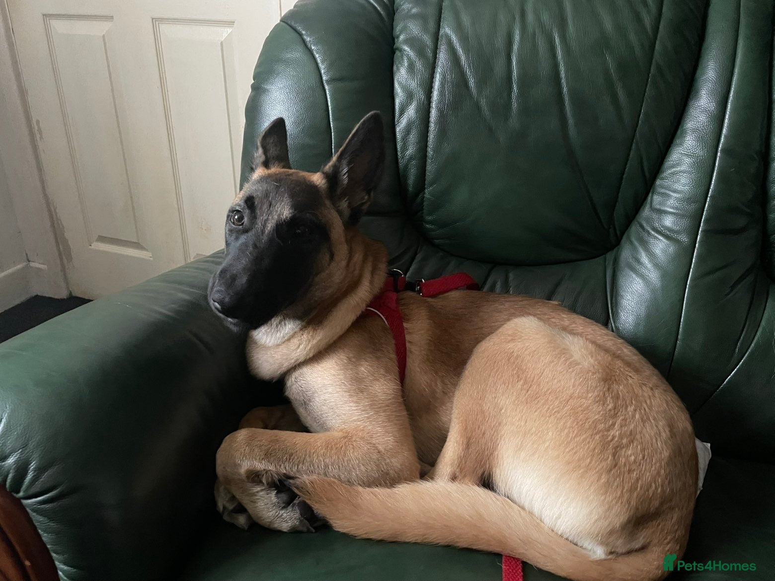 Belgian Shepherd Dog dogs Zaria  - Advert 3