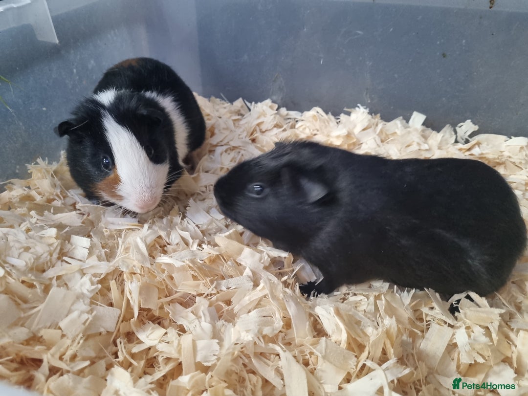 Guinea Pig rodents for sale: Baby Male Guinea Pigs  - Image 7