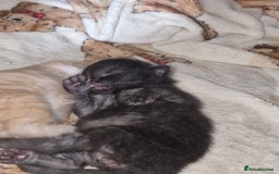 Mixed Breed cats for sale: 1 beautiful male kitten last of the litter  - Image 21