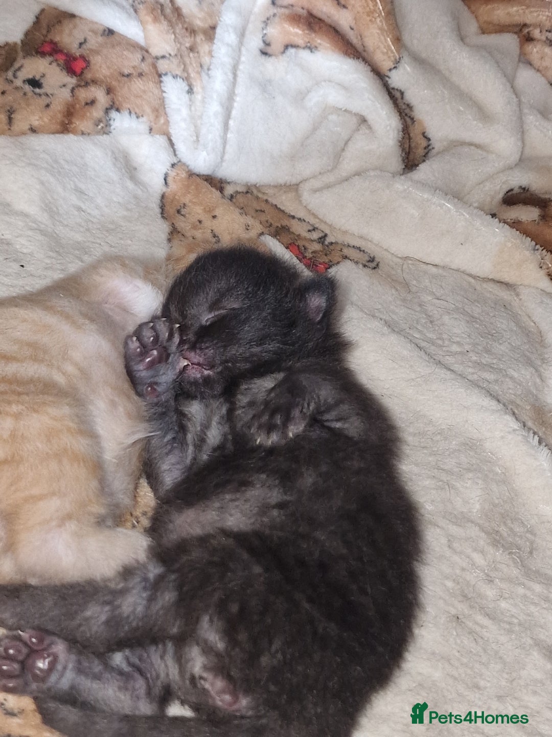 Mixed Breed cats for sale: 1 beautiful male kitten last of the litter  - Image 21
