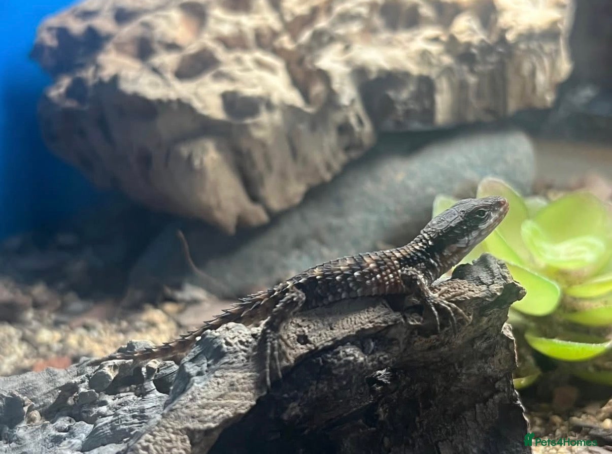 Lizard reptiles 5 healthy baby dwarf sungazer lizards - Advert 1