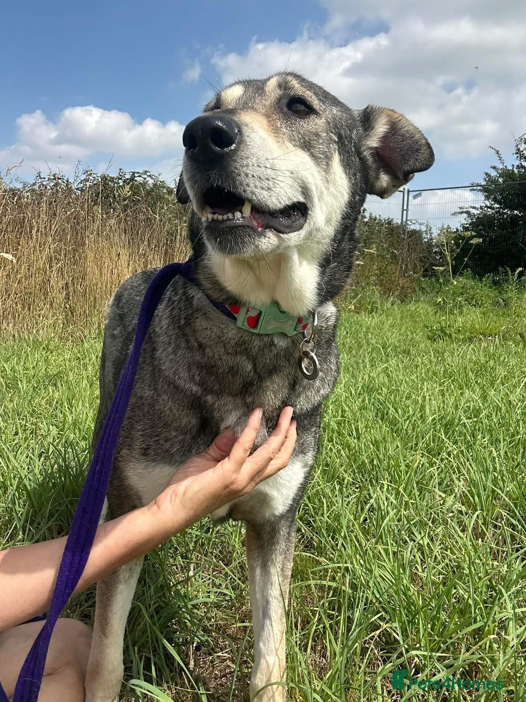 Mixed Breed dogs for adoption: Shirley - Norwich Norfolk  - Image 3