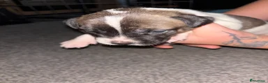 Mixed Breed 2