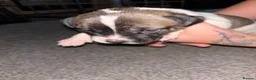 Mixed Breed dogs for sale: American staffie x Akita puppies - Advert 8