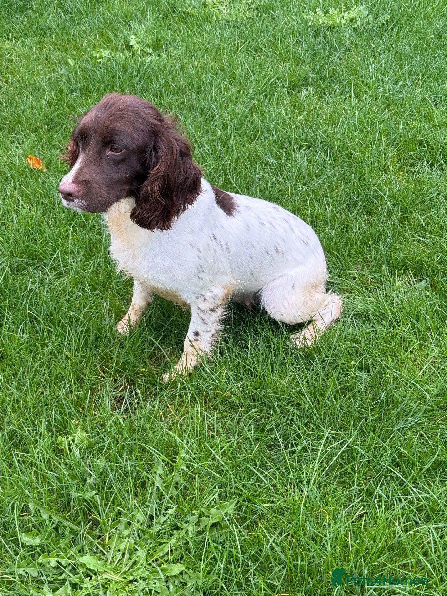 Sprocker dogs Sprocker Spaniel puppies  - Advert 9