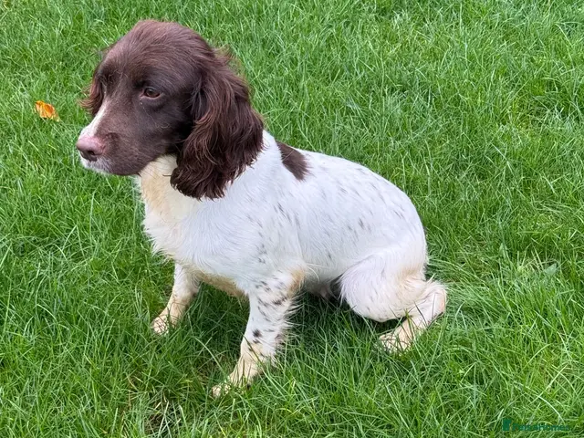 Sprocker dogs for sale: Sprocker Spaniel puppies - Advert 1